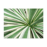 Agave Plant Green and White Striped Postcard