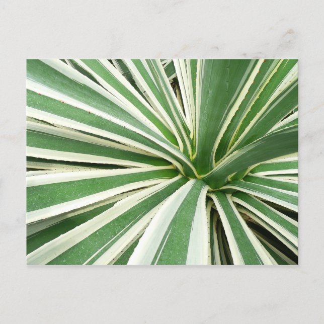 Agave Plant Green and White Striped Postcard (Front)