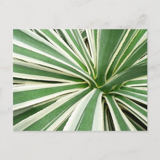 Agave Plant Green and White Striped Postcard (Front)