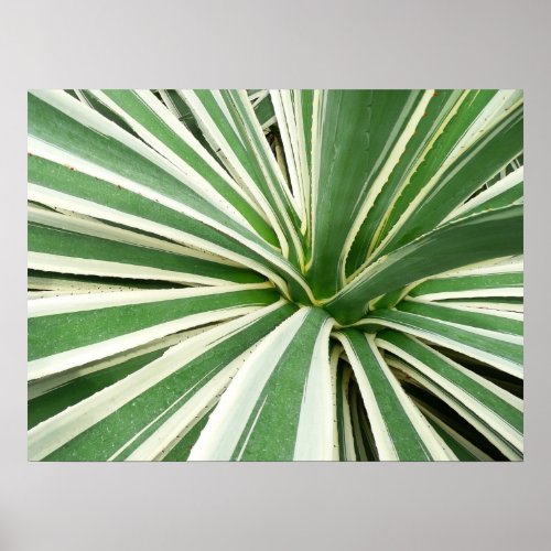 Agave Plant Green and White Striped Poster