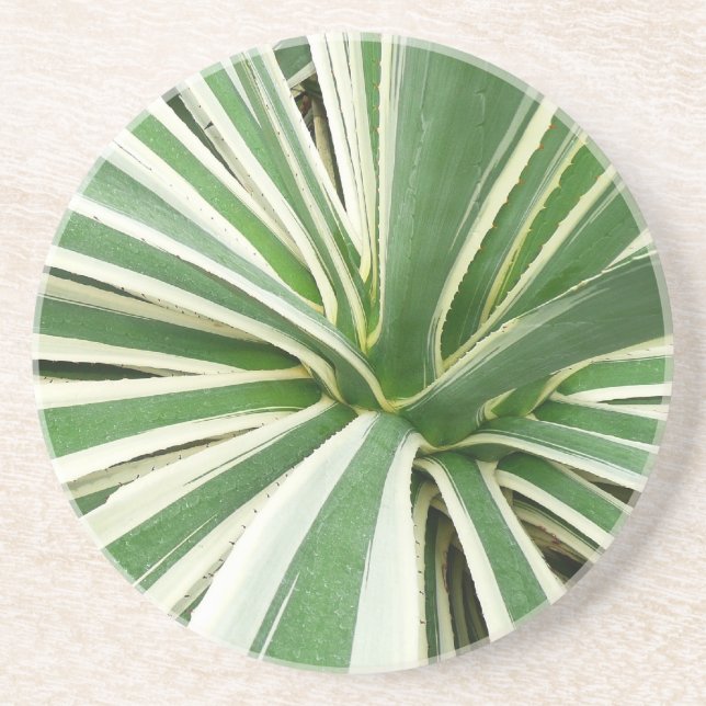 Agave Plant Green and White Striped Sandstone Coaster (Front)