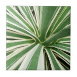 Agave Plant Green and White Striped Tile