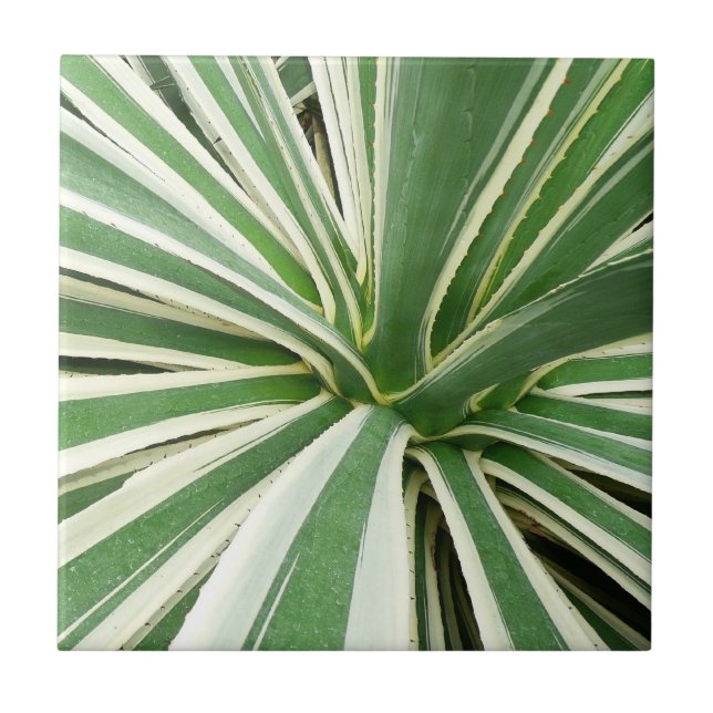 Agave Plant Green and White Striped Tile (Front)