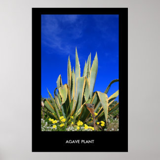 Agave Plant Poster,Print Poster