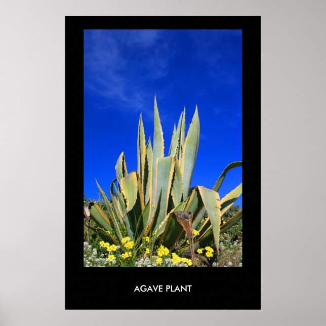 Agave Plant Poster,Print Poster (Front)
