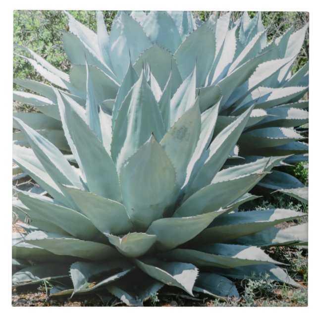 Agave Plant Succulent Blue Cacti Botanical Desert  Ceramic Tile (Front)