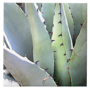 Agave Plant Succulent Blue Cacti Botanical Desert Ceramic Tile