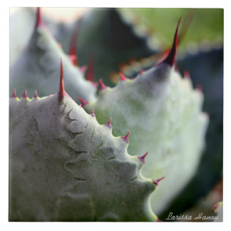Agave potatorum Tile