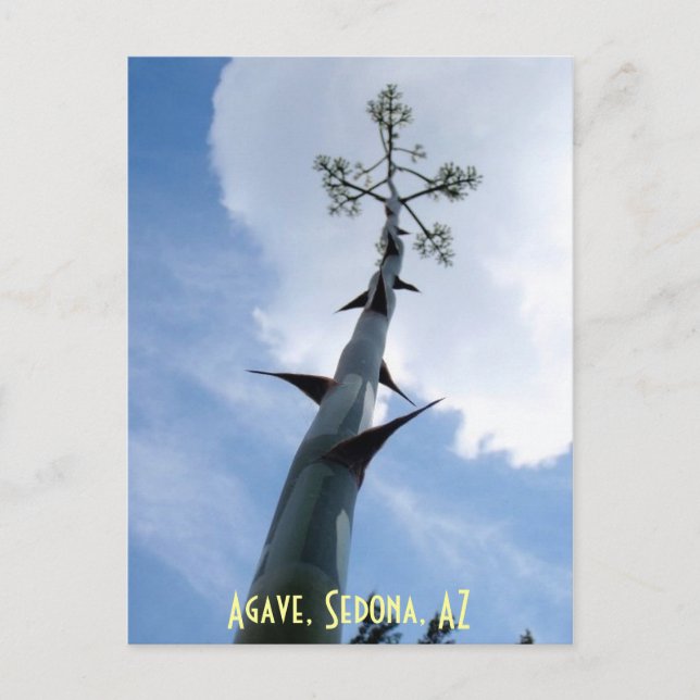 Agave, Sedona, AZ Postcard (Front)
