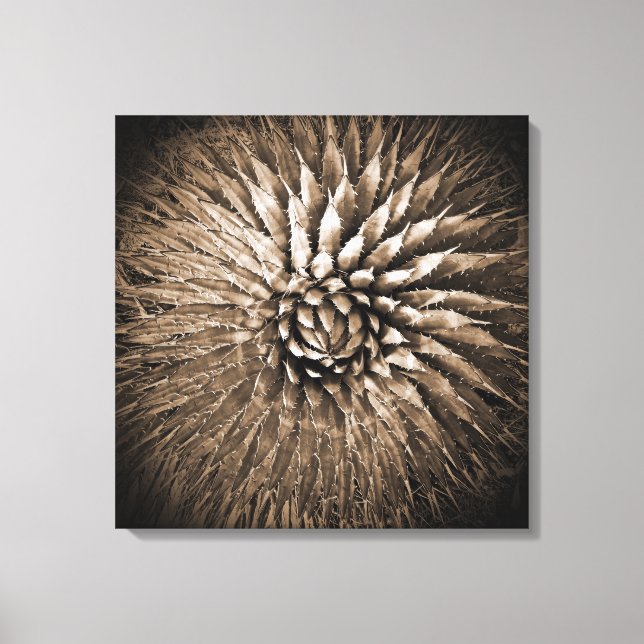 Agave Spikes Sepia Print on Canvas 22" x 22" (Front)