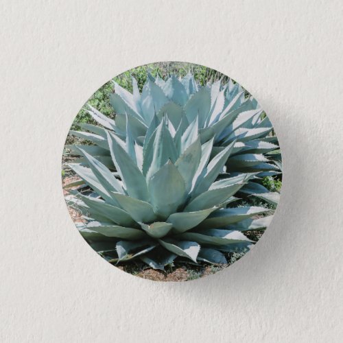 Agave Succulent Plant Cactus Green sage Button