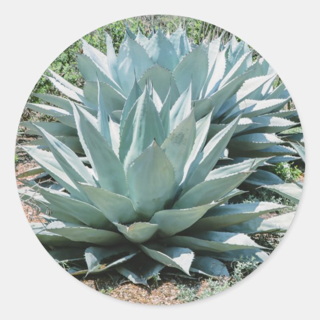 Agave Succulent Plant Cactus Green sage Classic Round Sticker (Front)