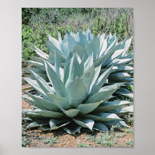 Agave Succulent Plant Cactus Green sage grey Poster