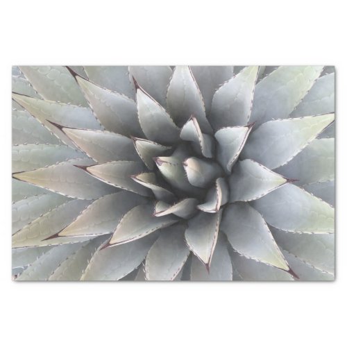 Agave Succulent Plant Cactus Green sage Tissue Paper