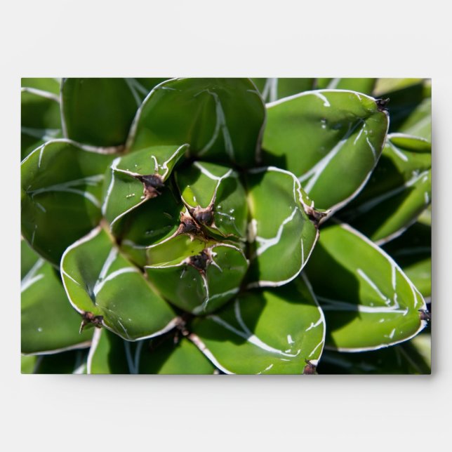 Agave Victoria Succulent Envelope (Front)