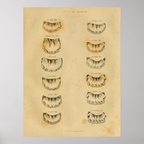 Age of Horse by Teeth Anatomy Vintage Print