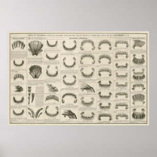 Age of Horse by Teeth Chart Anatomy Poster