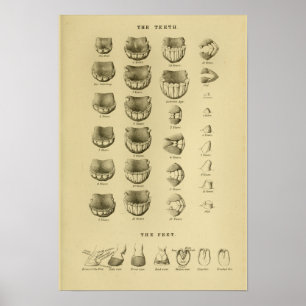 Age of Horse by Teeth Chart Dental Anatomy Poster