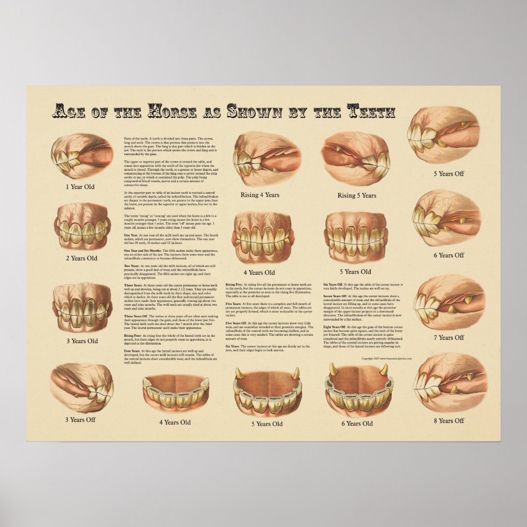 Age of the Horse Shown by the Teeth Chart | Zazzle