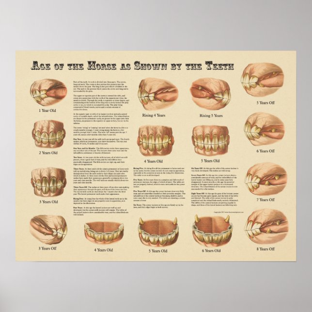 Age of the Horse Shown by the Teeth Chart (Front)