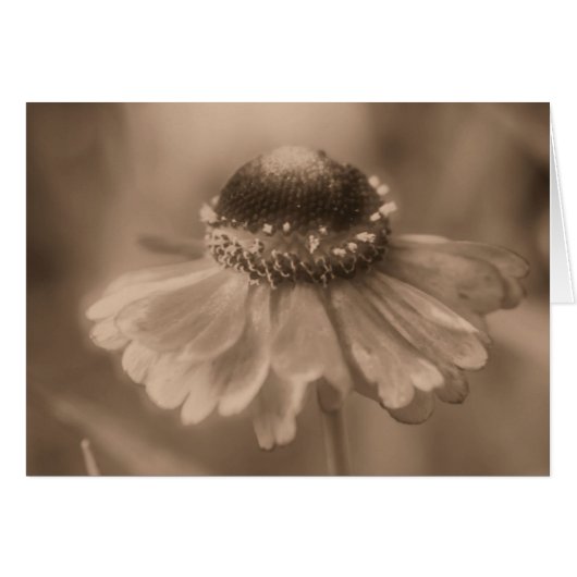 Aged Sepia Daisy Flower Photography Card (Front Horizontal)