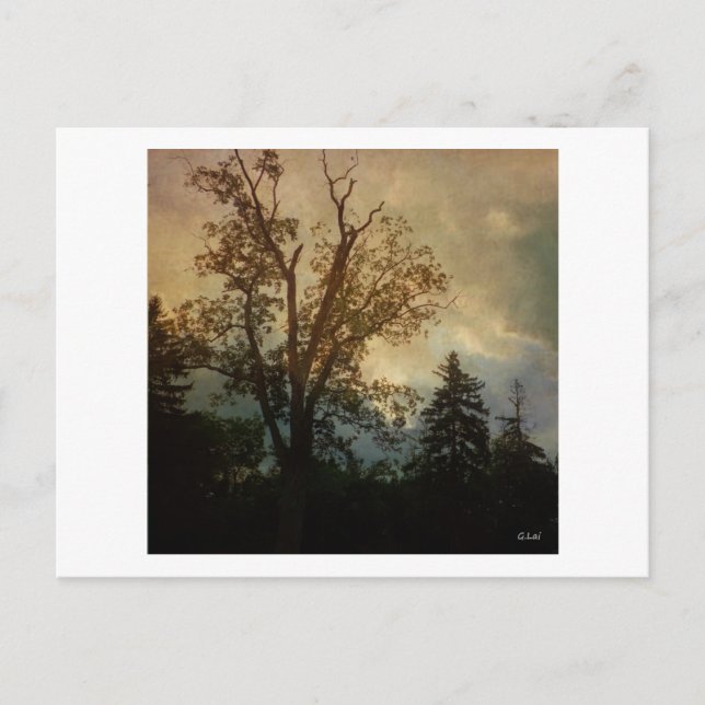 Aged Tree Postcard (Front)
