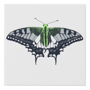 Agender Flag Swallowtail Butterfly Faux Canvas Print