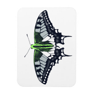 Agender Flag Swallowtail Butterfly Magnet
