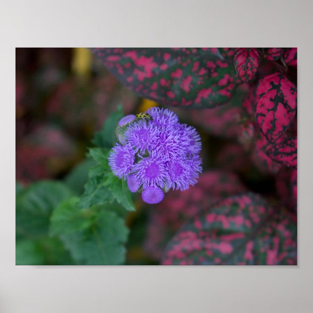 Ageratum in a Garden Poster (Front)