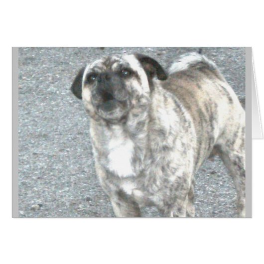 Aggravated Barking Bulldog Cards (Front Horizontal)