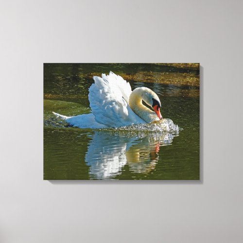 Aggressive Beauty _ Mute Swan Display 18x24 Canvas Print