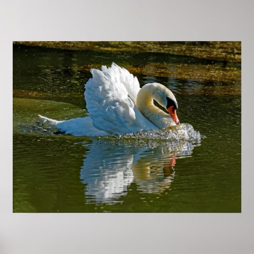 Aggressive Beauty _ Mute Swan Display 18x24 Poster