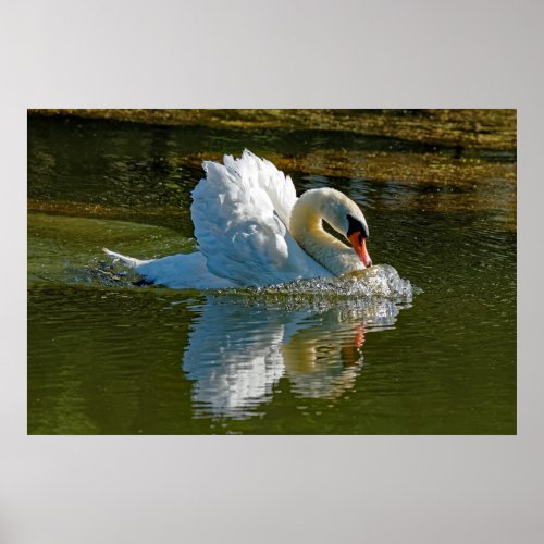 Aggressive Beauty _ Mute Swan Display 24x36 Poster