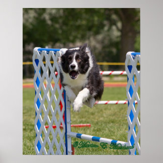 Agility Border Collie Poster
