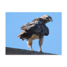 Agitated Red Tail Hawk