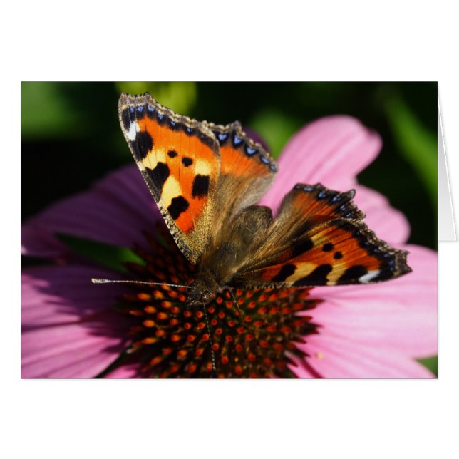 Aglais urticae cards (Front Horizontal)
