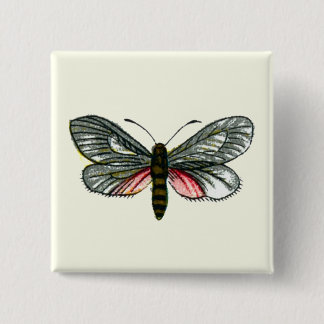 Aglaope infausta - Almond-Tree Leaf Skeletonizer Button