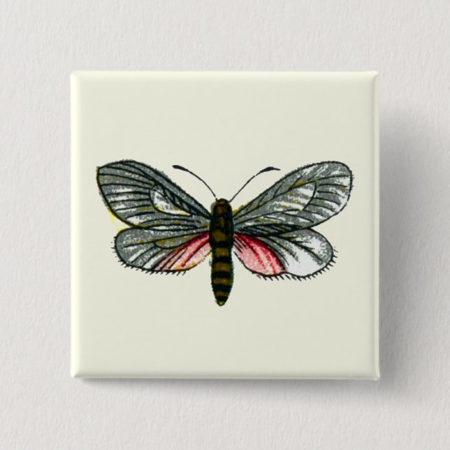Aglaope infausta - Almond-Tree Leaf Skeletonizer Button (Front)