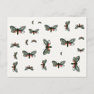 Aglaope infausta - Almond-Tree Leaf Skeletonizer Postcard