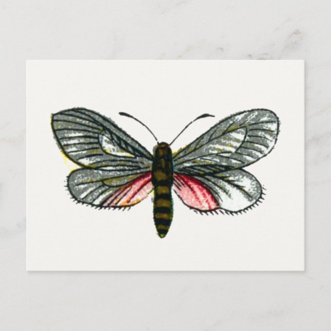 Aglaope infausta - Almond-Tree Leaf Skeletonizer Postcard (Front)
