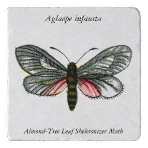 Aglaope infausta - Almond-Tree Leaf Skeletonizer Trivet