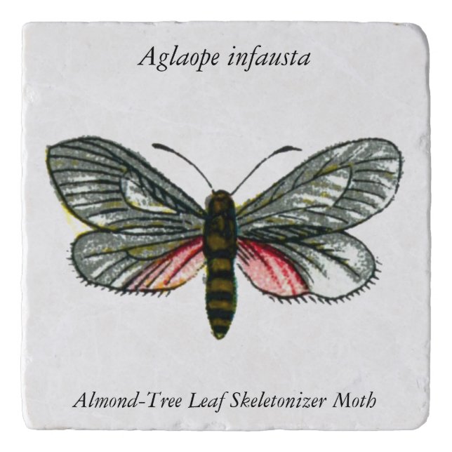 Aglaope infausta - Almond-Tree Leaf Skeletonizer Trivet (Front)