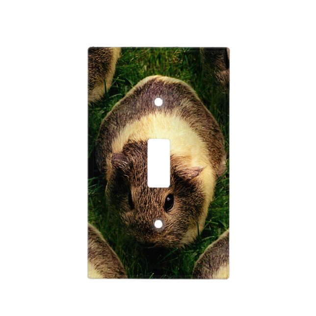 Agouti Guinea Pig in the Grass Light Switch Cover (Front)