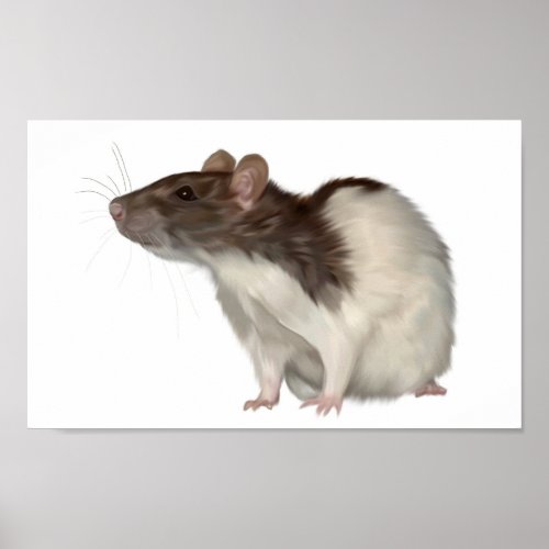 Agouti Hooded Rat Poster