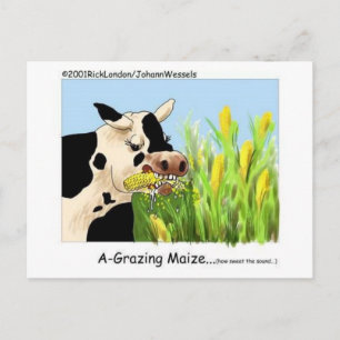 Agrazin' Maze Funny Cow Cartoon Gifts Collectibles Postcard