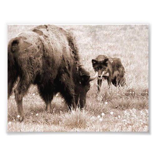 Agressive bison and black wolf photo print