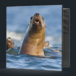 Agressive Stellar Sea Lions Eumetopias 3 Ring Binder<br><div class="desc">Agressive Stellar Sea Lions (Eumetopias jubatus),  Frederick Sound,  Alaska,  USA | Gary Luhm / DanitaDelimont.com</div>