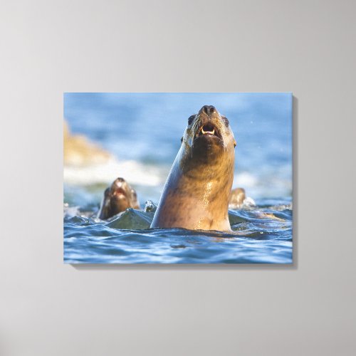 Agressive Stellar Sea Lions Eumetopias Canvas Print