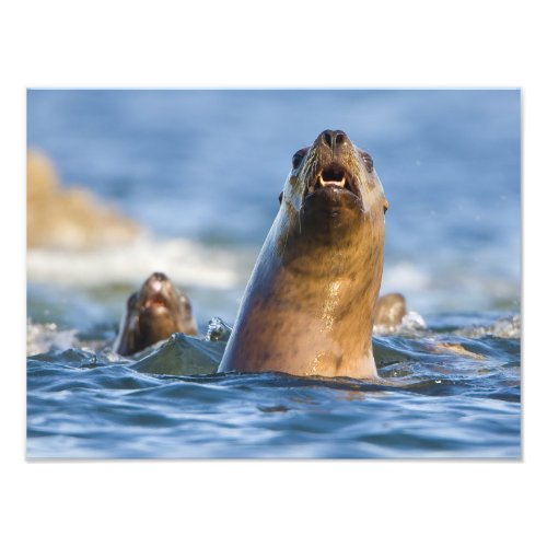 Agressive Stellar Sea Lions Eumetopias Photo Print