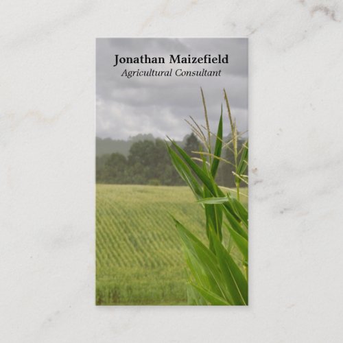 Agricultural maize landscape photo business card